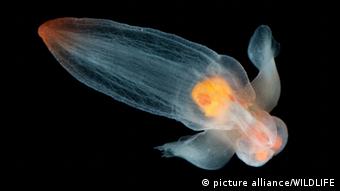 Pteropoda Thecosomata, a tiny snail also known as the sea butterfly, is being hit by ocean acidity. CAN, 2010