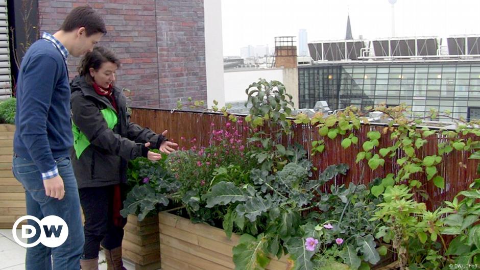 Turning Berlin S Gray Rooftops Green Environment All Topics From Climate Change To Conservation Dw 09 12 2013