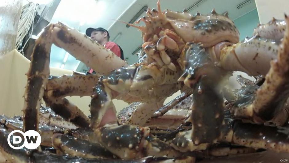 Norway: King Crabs save Jobs – DW – 11/27/2013