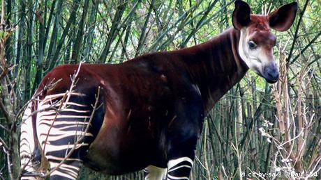 Ein Okapi, aufgenommen in Disney's Animal Kingdom von Raul654 am 16. Januar 2005.