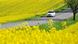Auto fährt durch Rapsfeld (Foto: Meryll) Auto fährt durch Rapsfeld (Foto: Meryll)