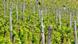 Wanderer in den Weinbergen oberhalb von Rüdesheim Wanderer in den Weinbergen oberhalb von Rüdesheim