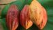 Close up photo of cocoa beans Photo: Oliver Ristau Close up photo of cocoa beans Photo: Oliver Ristau