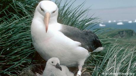 Die Aufnahme zeigt einen Schwarzbrauen-Albatros mit einem Jungvogel auf Bird Island (Foto: dpa)
