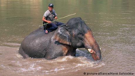 Elefanten gehen durch Fluss
(Foto: Horst Galuschka)