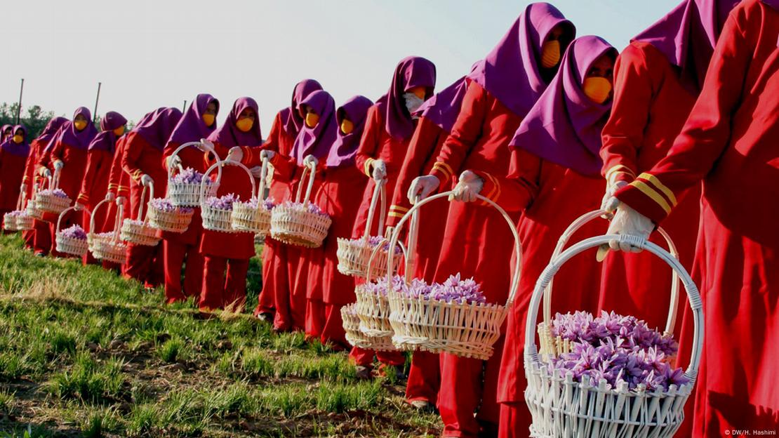 په وروستیو کلونو کې د زعفرانو د کرکېلې د رونق او توليد له پاره ډیر کارونه ترسره شوي دي