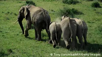 Elefanten in Kenia (Afrika)