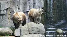 北极熊、棕熊，傻傻分不清楚