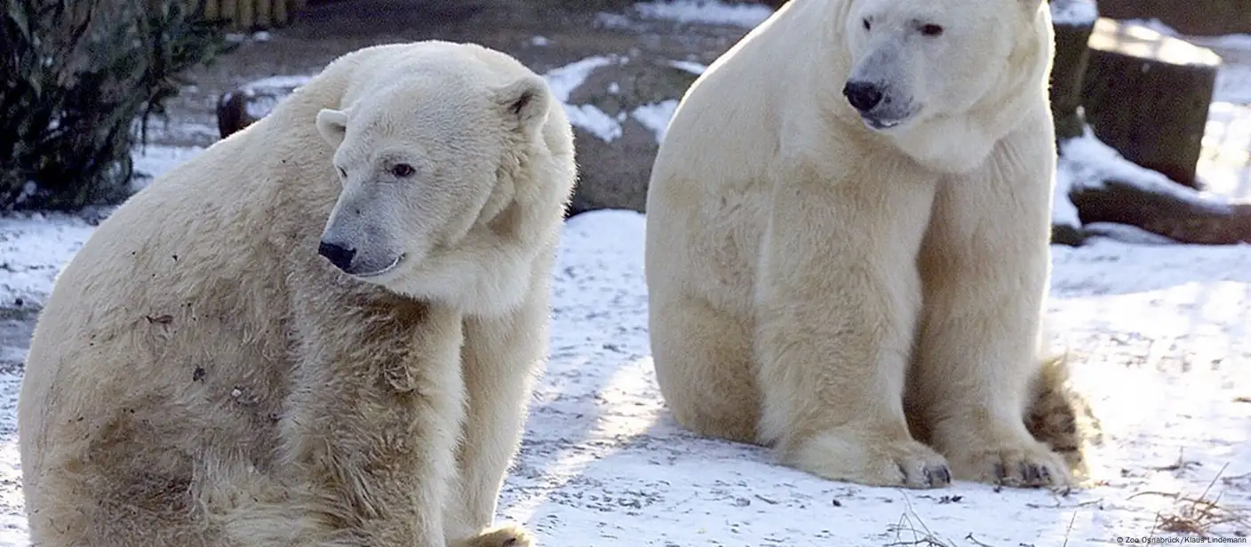 ima li polarnih medvjeda u labradoru