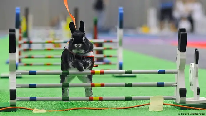 Ein Kaninchen springt über ein Hindernis. (Foto: picture alliance)