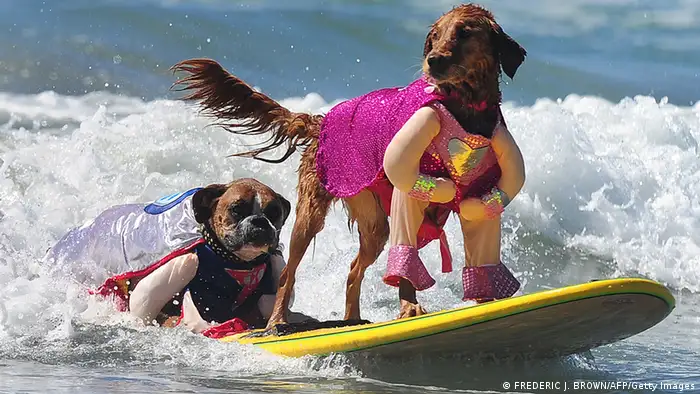 Zwei Hunde surfen vor Kalifornieren. (Foto: getty)