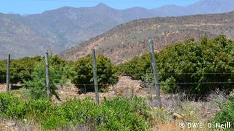 Λα Λίγκουα, Χιλή 