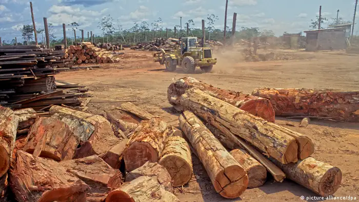 logging in the Amazon rainforest