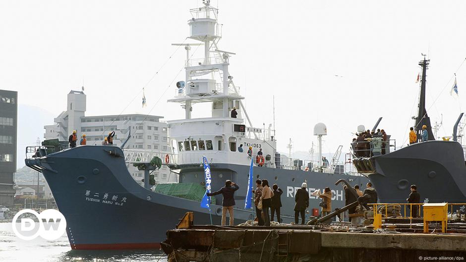 Japan′s whale hunting season begins | All media content | DW | 13.12.2013