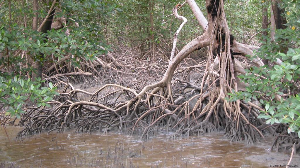 Help Sought For Mangroves Nature S Dams Environment All Topics From Climate Change To Conservation Dw 26 12 2013