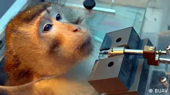 Tierversuche Affen Labor