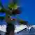 Eine Palme vor Bergkulisse in Sotschi. (Foto: Jens Büttner)