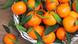 Мандарины Мандарины