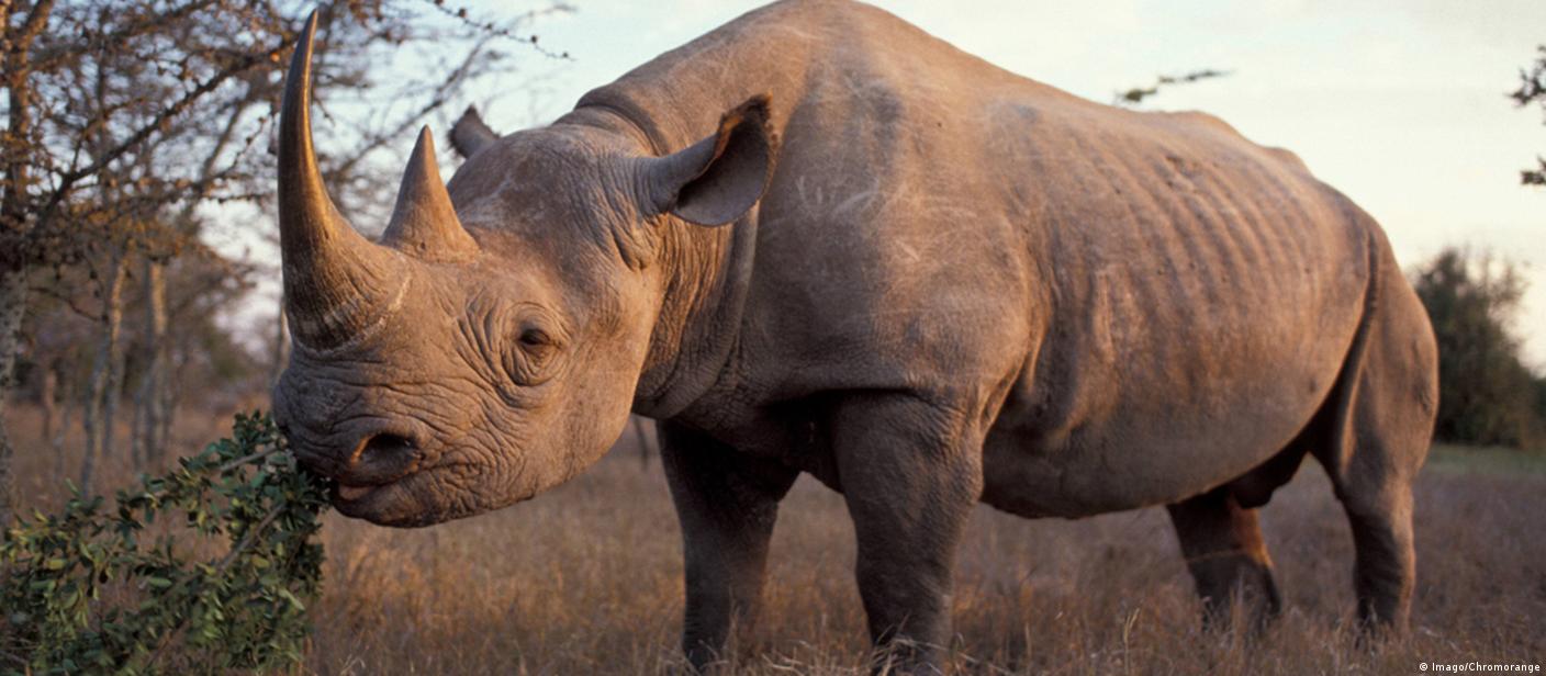 Sự di chuyển tê giác rhino được thực hiện với mục đích giúp bảo vệ sự sống của chúng. Hãy xem bức ảnh liên quan đến chủ đề này để hiểu thêm về quá trình di chuyển những sinh vật quý hiếm này.