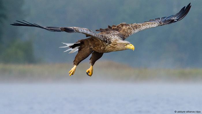 Deutschland Seeadler 