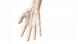 menschliches Skelett einer Hand (Foto: Fotolia/Sebastian Kaulitzki). menschliches Skelett einer Hand (Foto: Fotolia/Sebastian Kaulitzki).