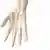Symbolbild menschliches Skelett Hand