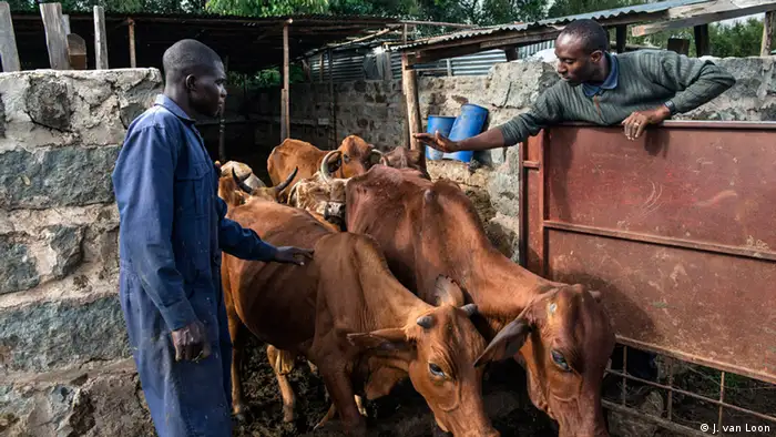 Francis Kimani tends to two large brown cows on his farm (Photo: Jeroen van Loon)