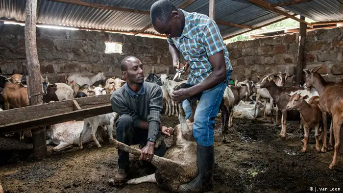 Two young farmers tend to goats in a shed in Kenya (Photo: Jeroen van Loon)