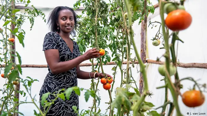 Mary Gitau stands among her tomato plants (Photo: Jeroen van Loon)