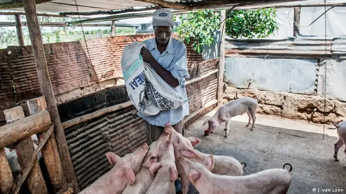Joseph Macharia feeds pigs on his farm