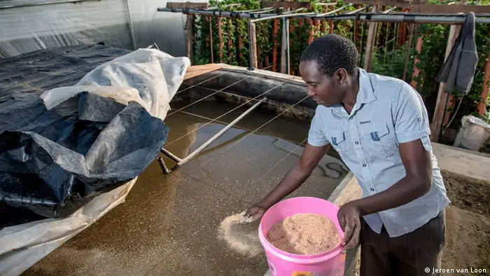 A young male farmer feeds fish in an aquaponics system in Kenya (Photo: Jeroen van Loon)