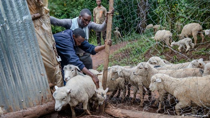 Young farmers in Kenya tend to sheep