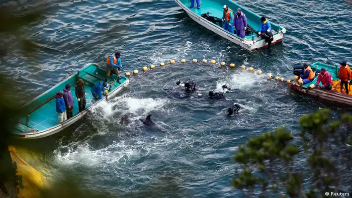 Taiji: Jagd auf Delfine