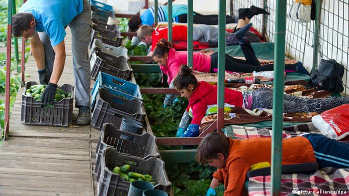 Polscy i rumuńscy pracownicy sezonowi podczas pracy przy zbiorze ogórków 