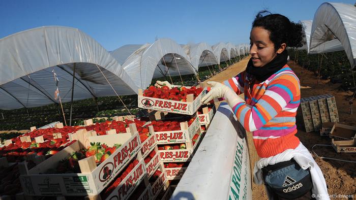 SPANISH STRAWBERRIES harvest