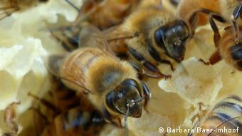 Arbeiter-Bienen krabbeln über Wachswaben (Foto: Barbara Baer-Imhoof)