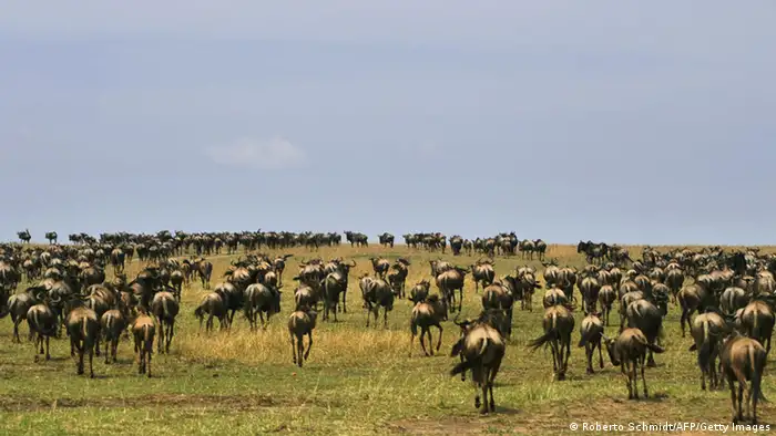 Serengeti Tierwanderung