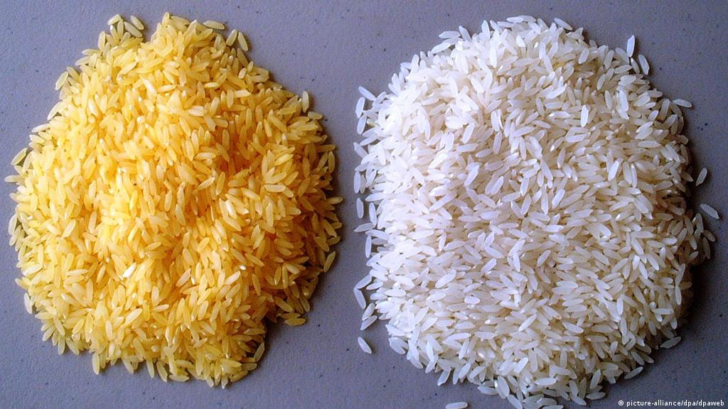 Philippines Assents To The Production Of Genetically Modified "Golden Rice"