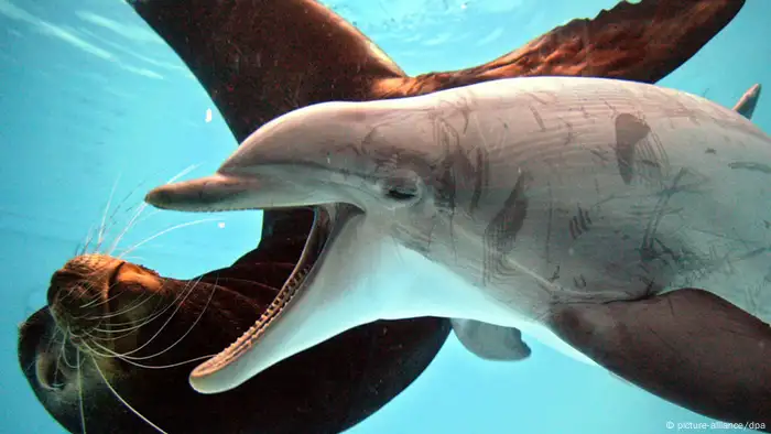 Delfin und Seelöwe