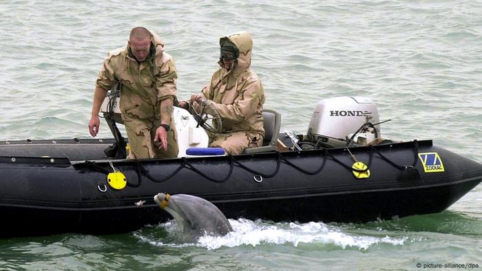 Mitarbeiter der US-Navy mit Delfin