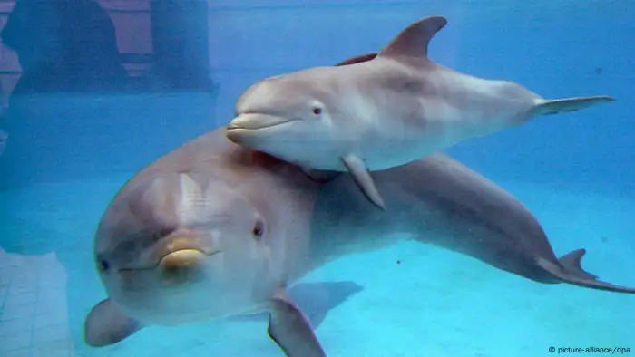 Delfinbaby
