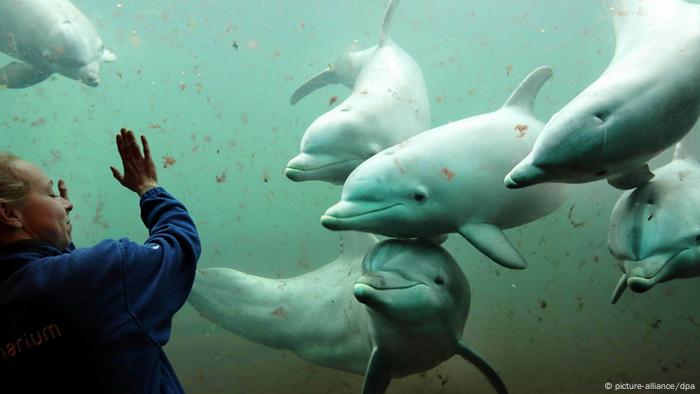 Delfin-Training