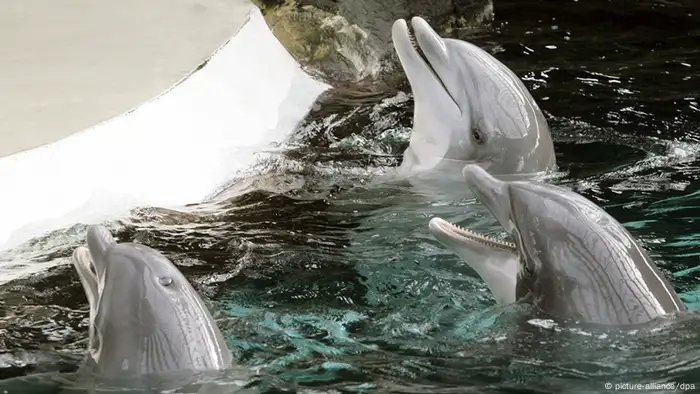 Delfine im Delfinarium in Duisburg