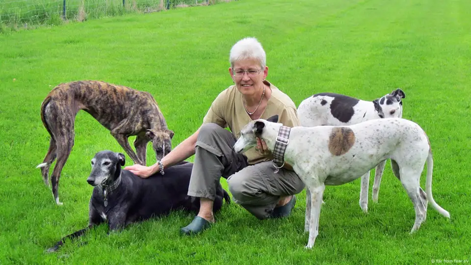 es un galgo una buena mascota familiar