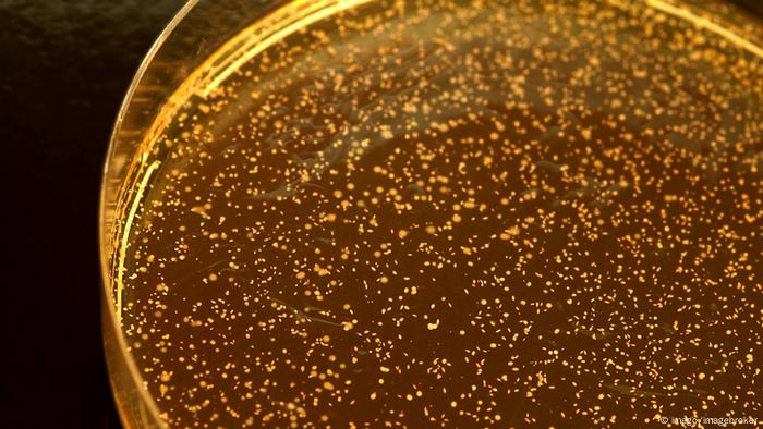 Labormedizin Bakterien Milchsäurebakterien Lactobacillales