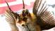 Bayrisches Fabelwesen Wolpertinger Bayrisches Fabelwesen Wolpertinger
