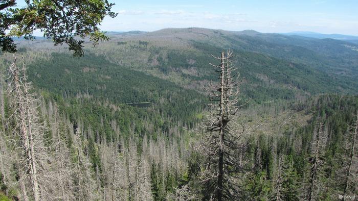 Hæderlig Kontrovers Ru Trees alone don′t make a forest | Environment | All topics from climate  change to conservation | DW | 24.09.2015