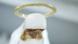 Symbolic image of an angel figurine, Copyright: Fotolia/J. Münch Symbolic image of an angel figurine, Copyright: Fotolia/J. Münch