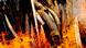 Seized ivory being burned Seized ivory being burned