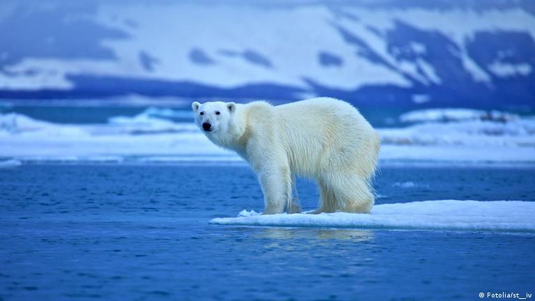 Gibt Es Eisbären In Der Antarktis www.dw.com